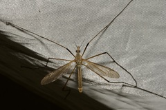 Tipula