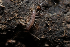 Scutigeridae