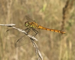 Sympetrum depressiusculum