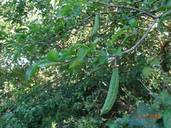 Parmentiera aculeata