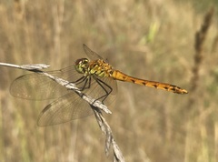 Sympetrum depressiusculum