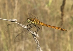 Sympetrum depressiusculum