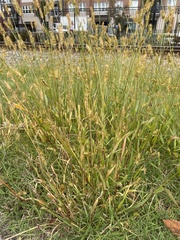 Setaria pumila