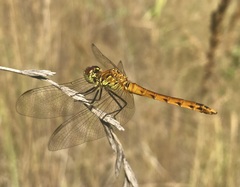 Sympetrum depressiusculum