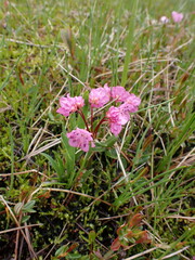Kalmia microphylla