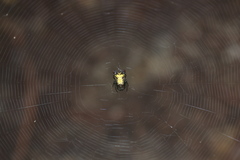Micrathena plana