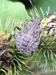 Halyomorpha halys