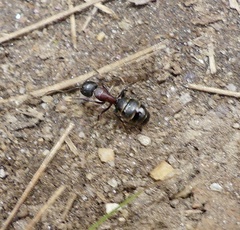 Camponotus novaeboracensis