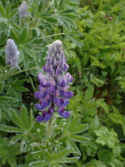 Lupinus arcticus