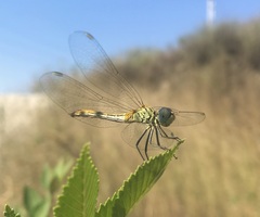 Sympetrum tibiale