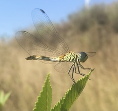Sympetrum tibiale