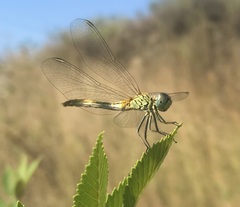 Sympetrum tibiale