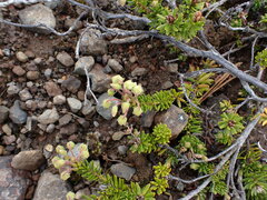 Phyllodoce glanduliflora