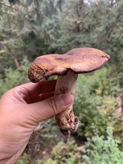 Russula fragrantissima
