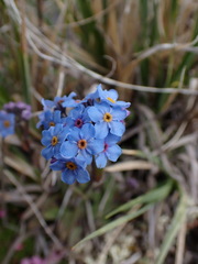 Myosotis