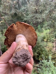 Russula fragrantissima