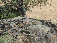 Lullula arborea