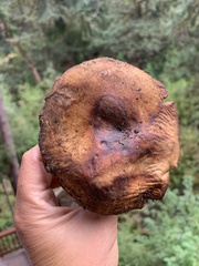 Russula fragrantissima