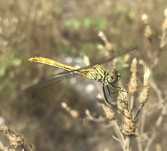 Sympetrum tibiale