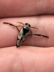 Notonecta undulata