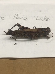 Melanoplus macclungi