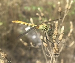 Sympetrum tibiale