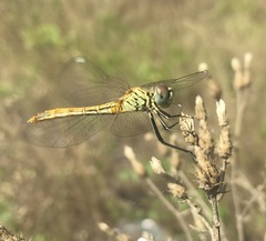 Sympetrum tibiale