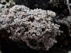 Ochrolechiaceae