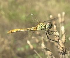 Sympetrum tibiale
