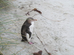 Megadyptes antipodes