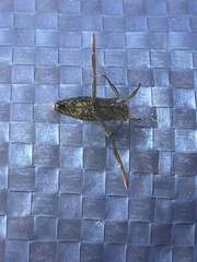 Notonecta undulata