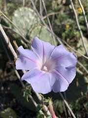 Ipomoea lindheimeri