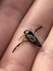 Notonecta undulata