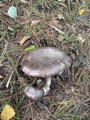 Agaricus sylvaticus