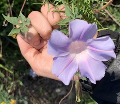 Ipomoea lindheimeri