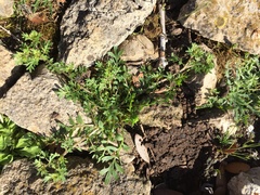Lepidium coronopus