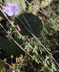 Ipomoea lindheimeri