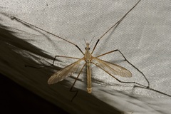 Tipula