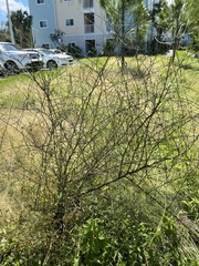 Symphyotrichum