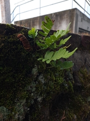 Polypodioideae