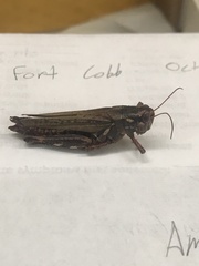 Melanoplus macclungi