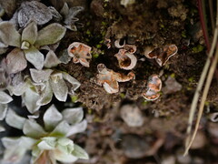 Illosporium carneum