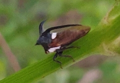 Leptocentrus taurus