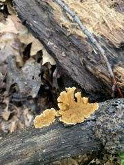 Fungi