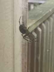 Araneus cavaticus