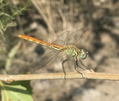 Sympetrum tibiale