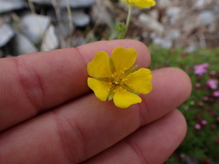 Potentilla glaucophylla
