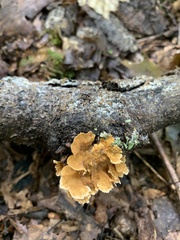 Fungi