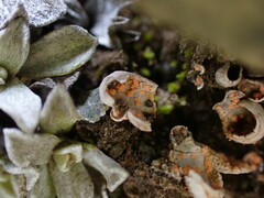 Illosporium carneum