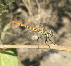 Sympetrum tibiale
